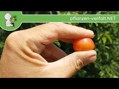 Kirschpflaume - Früchte "rot/rötlich" - 27.06.17 (Prunus cerasifera) - Bäume (Früchte) bestimmen