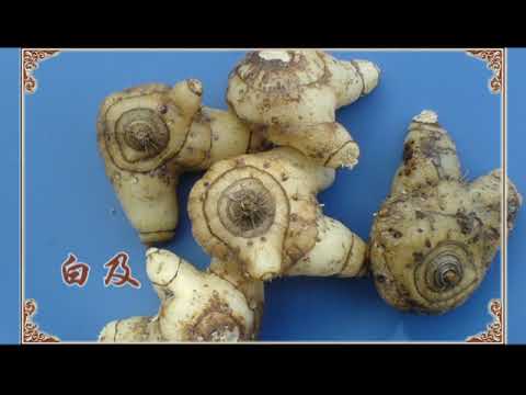 止血的良药&mdash;&mdash;白及