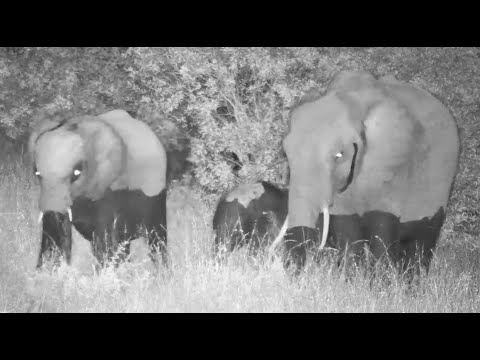 Monday Night is Elephant Night at Djuma Cam 1/26/26