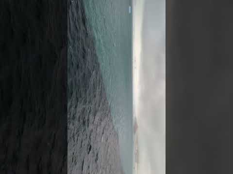 2023 Elephant Island Penguin(1)