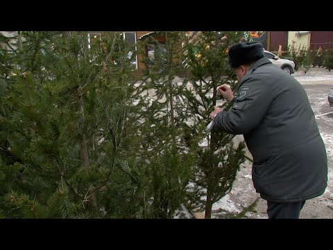 Россельхознадзор Хакасии: на что обращать внимание при покупке ёлки