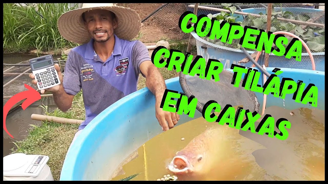 compensa Criar Tilápia em Caixa como Calcular Consumo de RAÇÃO @TILAPIAMinhaVida