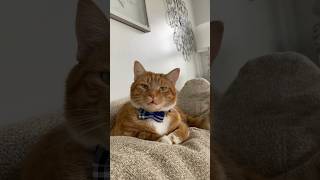 Download lagu Hey Kona 😻 #cat mp3