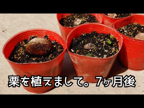 園芸 栗の植え方は?