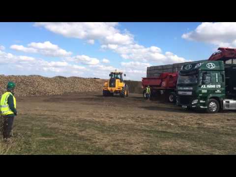 Sugar beet loading PX farms ltd
