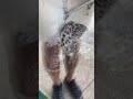 A actual snow cat/leopard I’m so happy