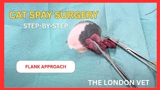 Cat Spay Surgery (Flank Approach) | Step-By-Step Guide