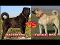 Sarabi Dog Vs Kangal Dog. Dog comparison video. Malayalam.