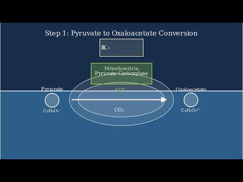 Glycogenesis – Enzymes, Steps, Regulation, Importance - Video