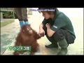 Miura Haruma Satoh Takeru Learned About Orang Utan In Sabah Malaysia