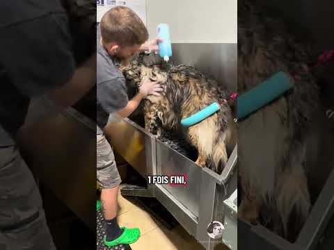 Toilettage d’un berger allemand agressif 🐶