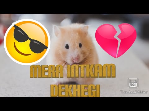 Rat mouse trap mera inteqam video .Amazing video