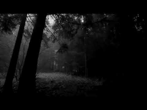 𝐃𝐚𝐫𝐤 𝐅𝐨𝐫𝐞𝐬𝐭 | 𝐃𝐞𝐞𝐩 & 𝐃𝐚𝐫𝐤 𝐏𝐫𝐨𝐠𝐫𝐞𝐬𝐬𝐢𝐯𝐞 𝐇𝐨𝐮𝐬𝐞 / 𝐒𝐞𝐩𝐭𝐞𝐦𝐛𝐞𝐫 𝟐𝟎𝟐𝟑