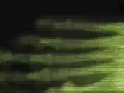 FAMILIAR TASTE OF BLOOD by Rachel Kann + end.user