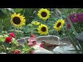 Beautiful ️ Birds In Nature Status Video