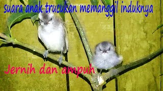 Download lagu suara anak trucukan untuk pikat,jernih dan ampuh. mp3
