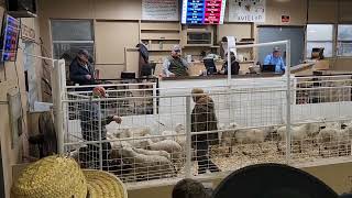 Selling a few Lambs to Test the Market