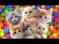 ANAK KUCING MEONG MEONG Lagu Anak Anak Lagu Anak Indonesia Populer Si Meong Kucing Lucu