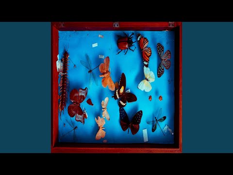 The Beetles Are Strong