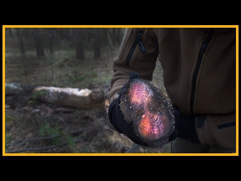 Kienspan fatwood finden - Outdoor Bushcraft Deutschland