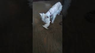 West Highland White Terrier Puppies Videos