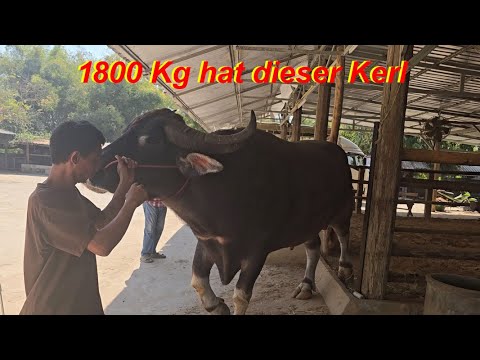 1800 kg buffalo at Magu in Udon Thani