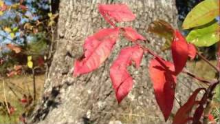 iPhone 4S 1080p Video Camera Quality Test