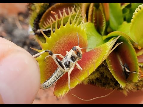 Deadly Venus Flytrap Plant Eats 10 bugs