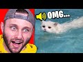 Ssundee S Cat Died