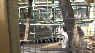 preview picture of video 'Lemurs, Goats, and more at Lavender Ridge Farms!'