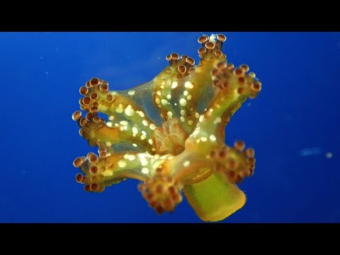 Vídeo de Calvadosia campanulata. <em>© Marcos Fernández Iglesias †