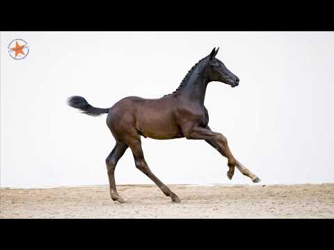 22. Orange-Cara (Fürst Jazz x Londonderry) - www.prinsjesdag.eu