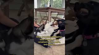 Video preview image #1 Huskies -Unknown Mix Puppy For Sale in Boonton, NJ, USA