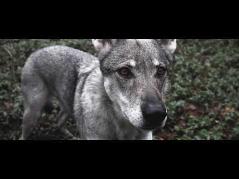 Mersi - Lonewolf (Official Music video) by LeftLukas