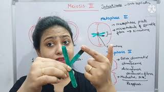 Meiosis | Part-2 | Cell cycle & Cell division | Prophase II | Metaphase plate |Class 11 biology/NEET