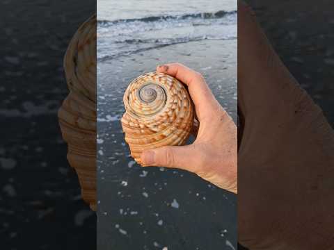 Spiral Shell 🐚 #seashell #beach #outdoors #ocean