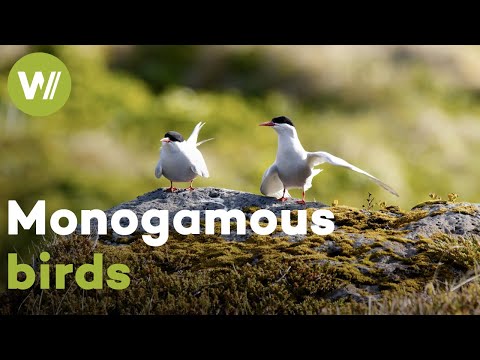 The long-distance relationship of Arctic terns | Excerpt of "Iceland, the Newborn Island"