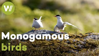 The long-distance relationship of Arctic terns | Excerpt of "Iceland, the Newborn Island"