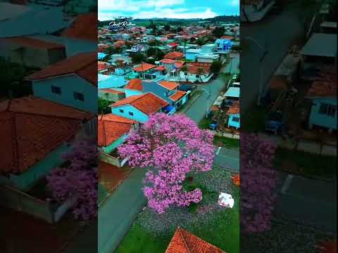 florada dos Ipês em Curiúva Paraná #paraná #dji