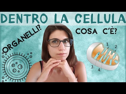 L'INTERNO della CELLULA: organelli e altre meraviglie