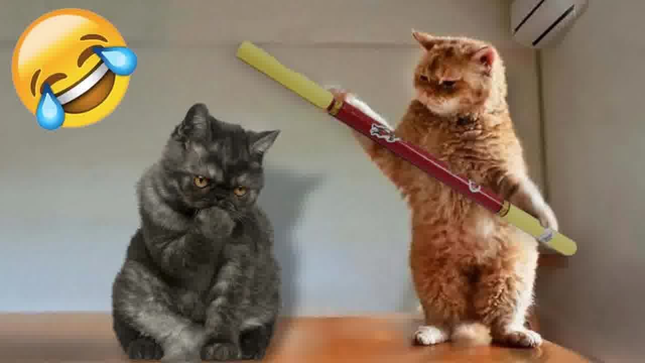 TRY NOT TO LAUGH 🤣 Best Funniest Animals Video 2024 😆