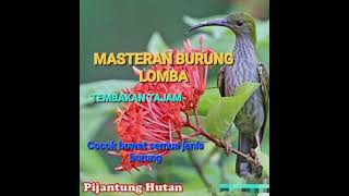 Download lagu PIJANTUNG GUNUNG GACOR NEMBAK TAJAM mp3