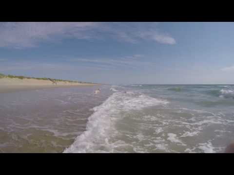 Gunnar the Goldendoodle OBX 2016 Corolla Ocean Waves