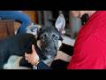 Play Video: A Puppy's First 3 Months: Biting, Potty Accidents & Chaos