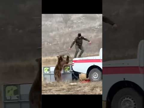 Never Mess With A Bear 🐻