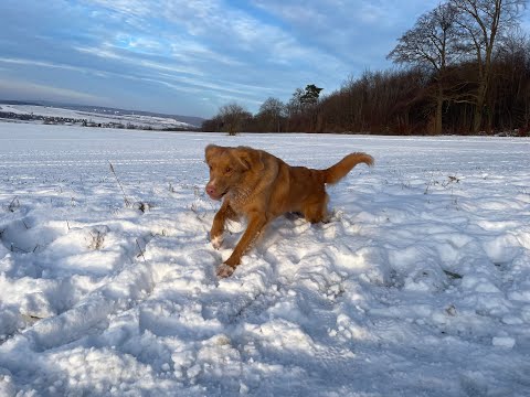 Einfluss von Witterung auf die Arbeit mit Spürhunden: Schnee