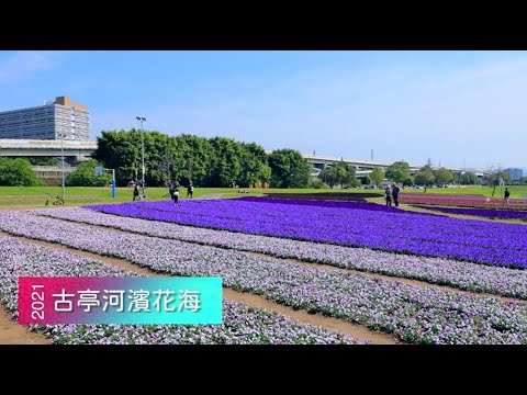 現場直擊》美炸！古亭「紫爆」花海 13萬盆花浪漫滿開