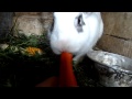 Ручной кролик ест морковку с рук. Handmade rabbit eats a carrot with hands ...