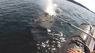 Caught on cam: Entangled whale rescued in B.C. waters