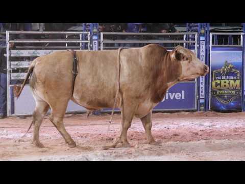 MONTIVIDIU-GO 2026 | MELHORES MONTARIAS - QUARTA FEIRA